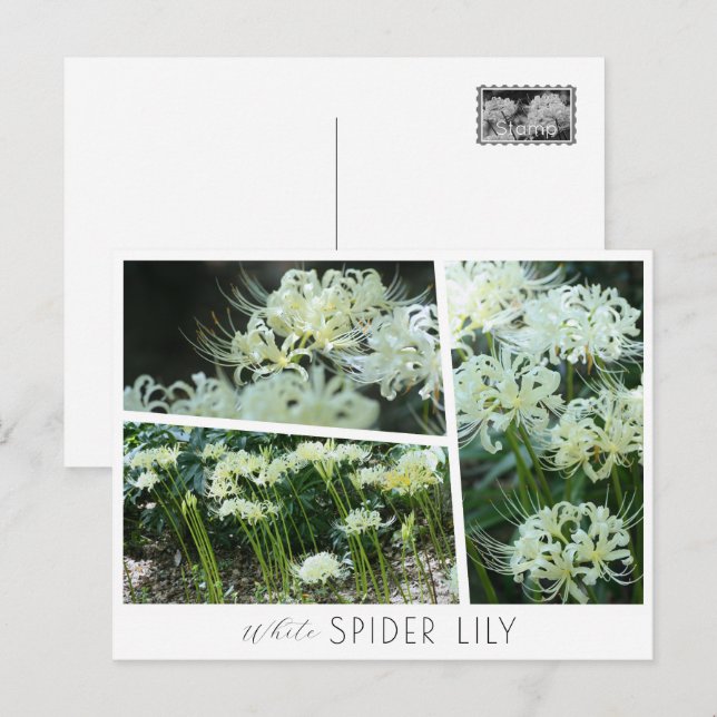 Carte Postale White Spider Lily (Devant / Derrière)
