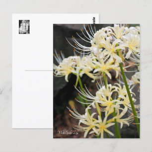 Carte Postale White Spider Lily