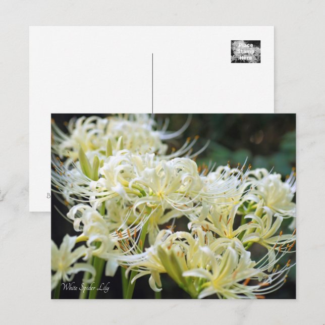 Carte Postale White Spider Lily ポ Rechercher ー ド (Devant / Derrière)