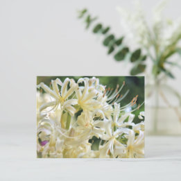 Carte Postale White Spider Lily ポ Rechercher ー ド