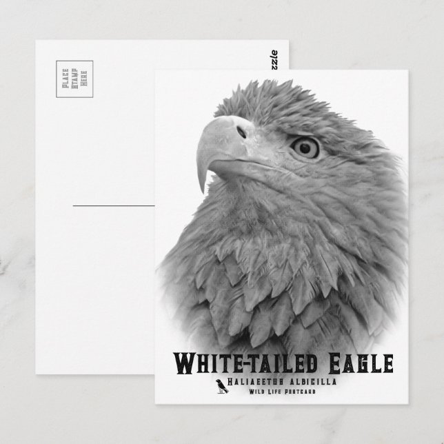 Carte Postale White-tailed Eagle (Devant / Derrière)