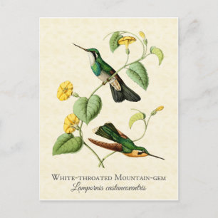 Carte Postale White Throat Mountain Gem Hummingbird Vintage