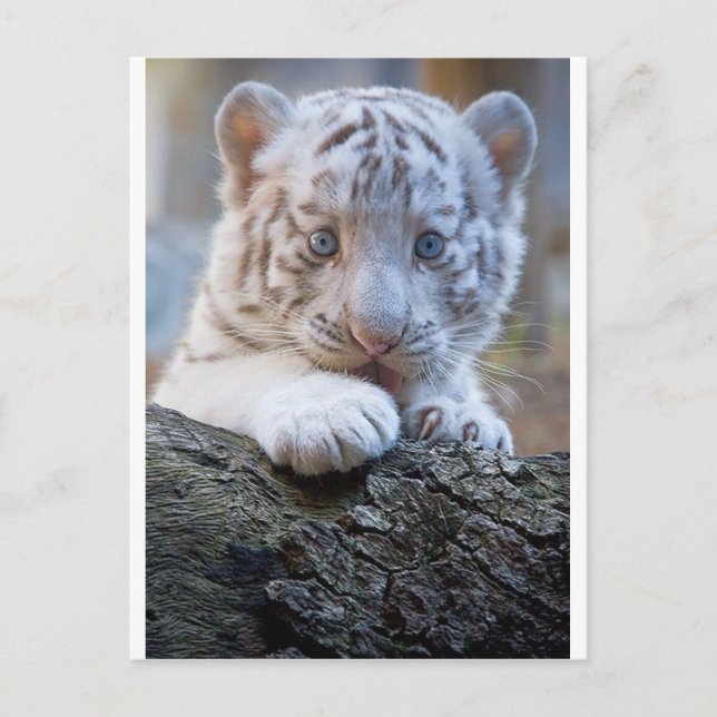 Carte Postale White Tiger Cub (Devant)