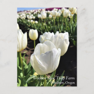 Carte Postale White Tulips à Field, Woodburn, Oregon