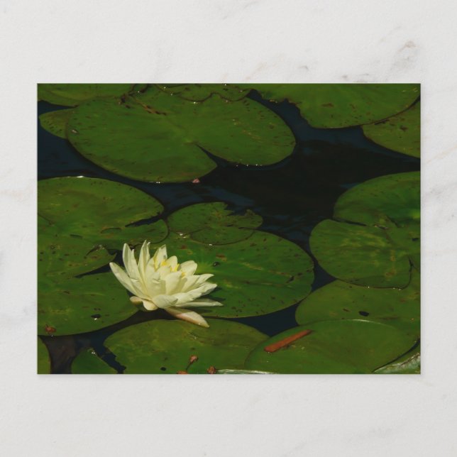 Carte Postale White Waterlily I Peaceful (Devant)