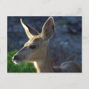 Carte Postale WhiteTail