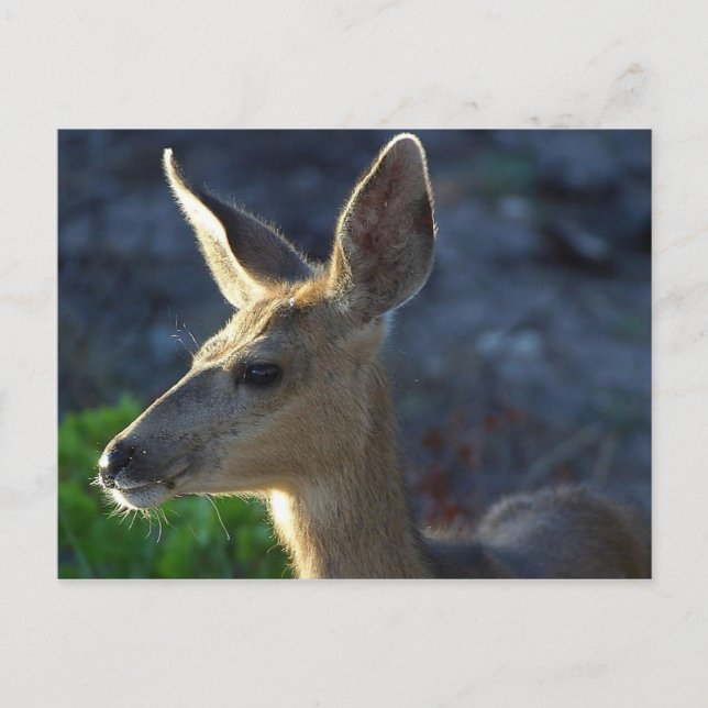 Carte Postale WhiteTail (Devant)