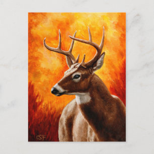 Carte Postale Whitetail Deer