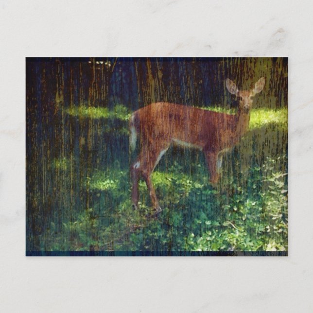 Carte Postale Whitetail Deer (Devant)