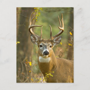 Carte Postale Whitetail Deer Buck   Corégone, Montana