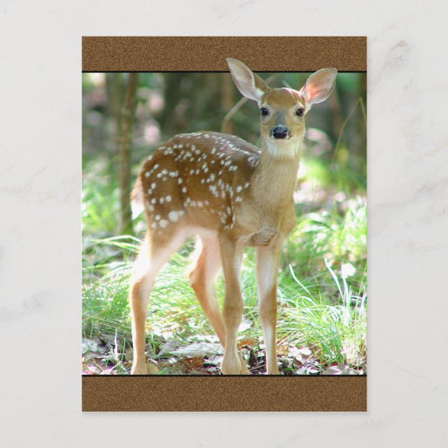 Carte postale Whitetail Deer Fawn (Devant)