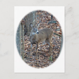 Carte Postale Whitetail Deer Spike Buck Series