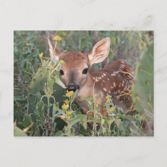 Carte Postale Whitetail Fawn (Devant)