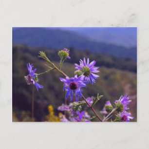 Carte postale Wild Asters
