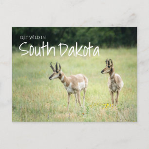 Carte Postale Wild au Dakota du Sud