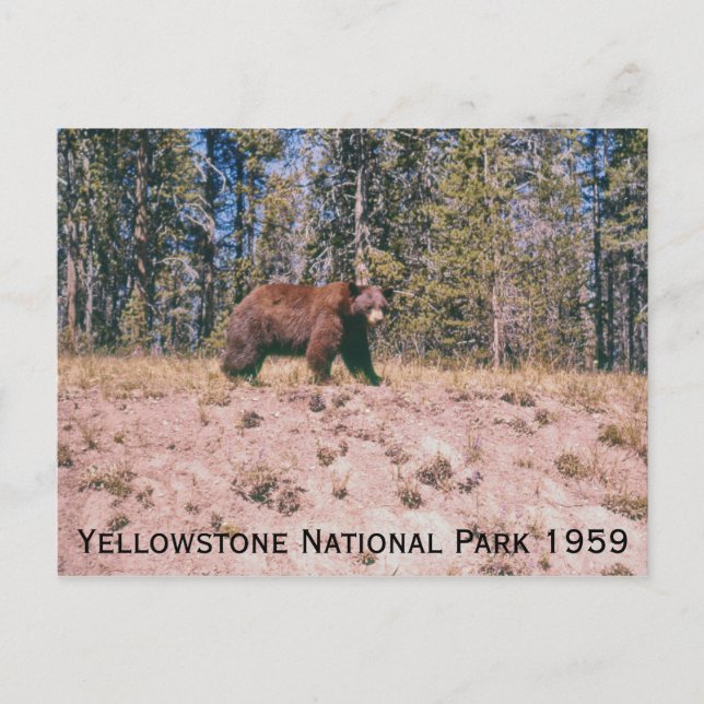 Carte Postale Wild Bear Retro Yellowstone Park 1959 (Devant)