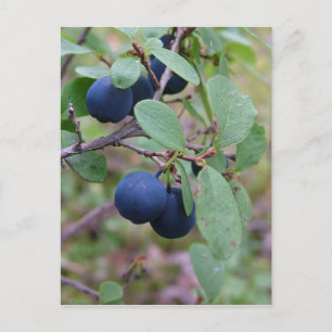 Carte postale Wild Berries, personnaliser