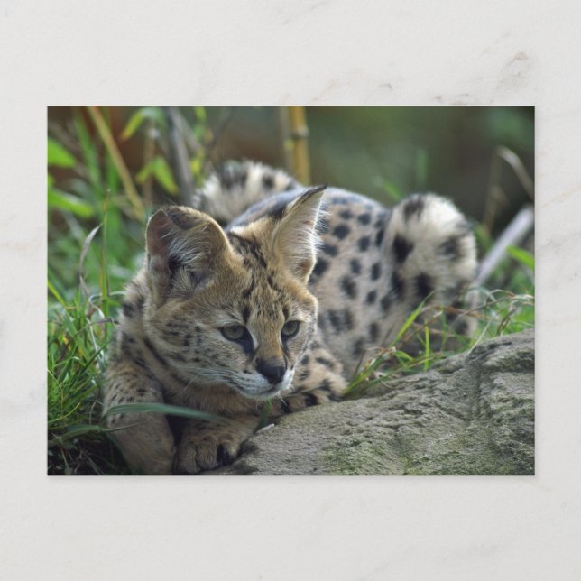 Carte Postale Wild Bobcat (Devant)