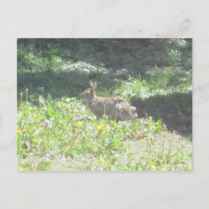 Carte postale Wild Bunny