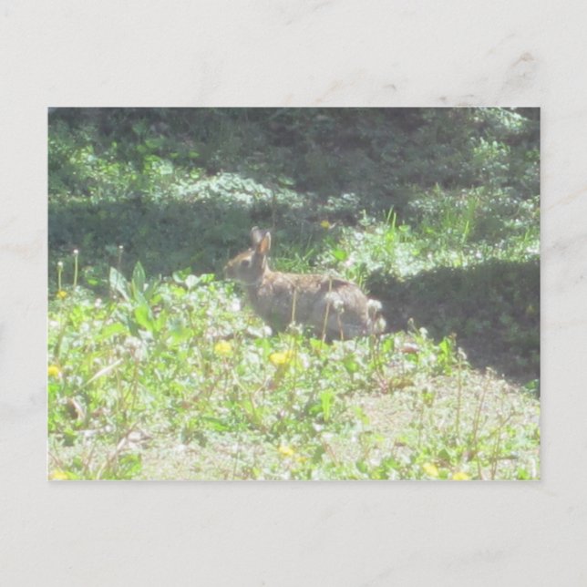 Carte postale Wild Bunny (Devant)