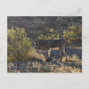 Carte Postale Wild Burro près d'Oatman, Arizona