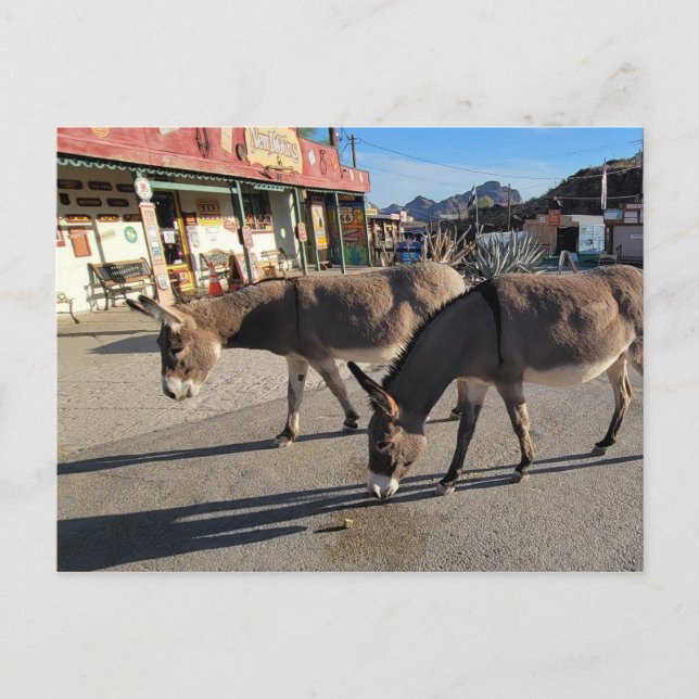 Carte Postale Wild Burros à Oatman, Arizona (Devant)