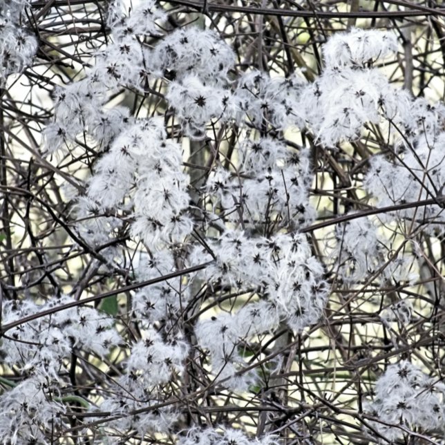 CARTE POSTALE WILD CLEMATIS (A pretty wild seed heads clematis photographic design.)