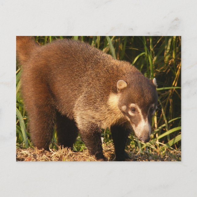 Carte postale Wild Coati Mundi (Devant)