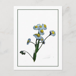 Carte postale Wild Daisy Botanical Photo-Sketch
