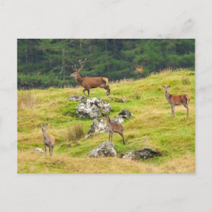 Carte Postale Wild Deer Stag et Hinds Scotland Photographie