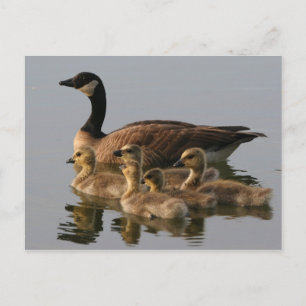 Carte Postale Wild duck family