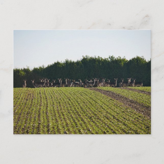 Carte postale Wild Fallow Deer (Devant)