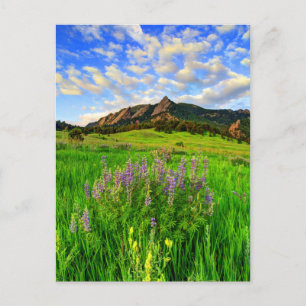 Carte Postale Wild For you
