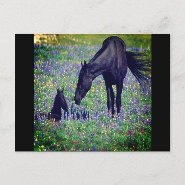 Carte postale Wild Horse (Devant)