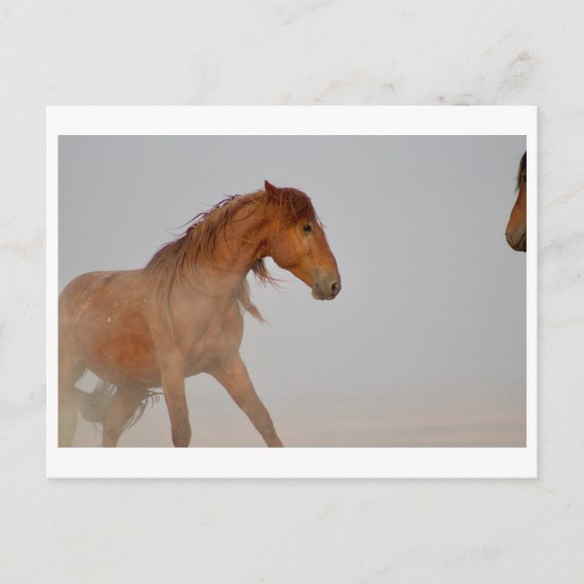 CARTE POSTALE WILD HORSE DE L'UTAH DANS LE DÉSERT DE L'OUEST (Devant)
