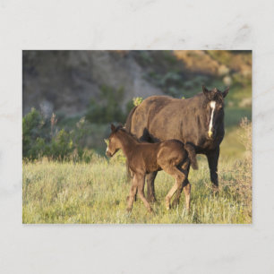 Carte Postale Wild Horses at Theodore Roosevelt National Park