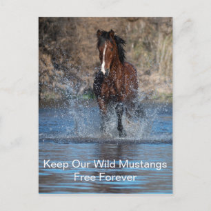 Carte postale Wild Mustangs Forever