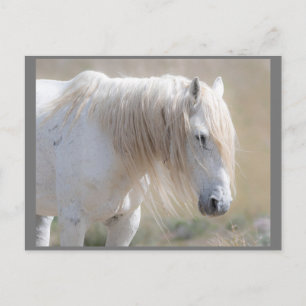 Carte postale Wild Mustangs Forever