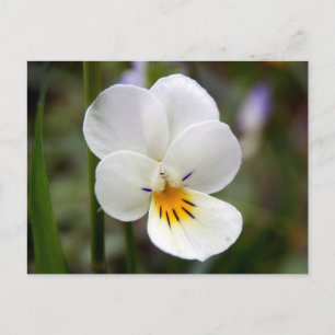 Carte postale Wild Pansy