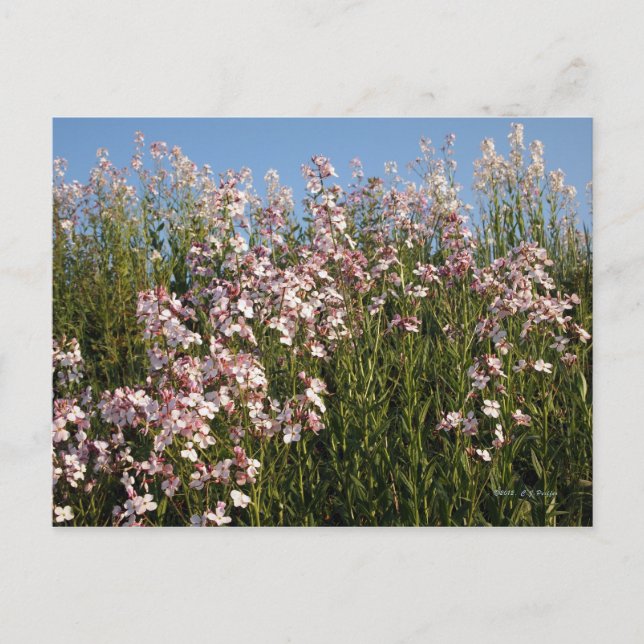 Carte postale "Wild Phlox" (Devant)