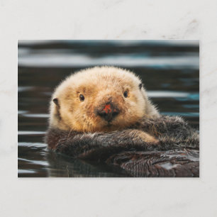 Carte postale Wild Sea Otter Portrait