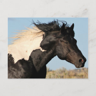 Carte postale Wild Stallion