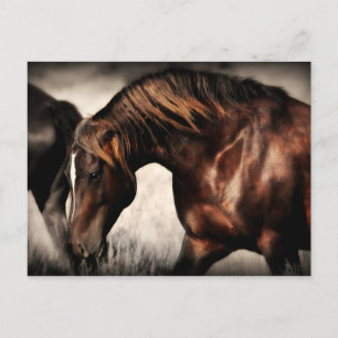 Carte postale Wild Stallion