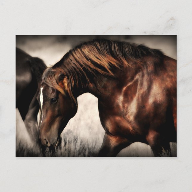Carte postale Wild Stallion (Devant)