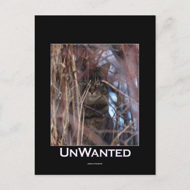 Carte Postale Wild Tabby Cat Demotivation Animal (Devant)