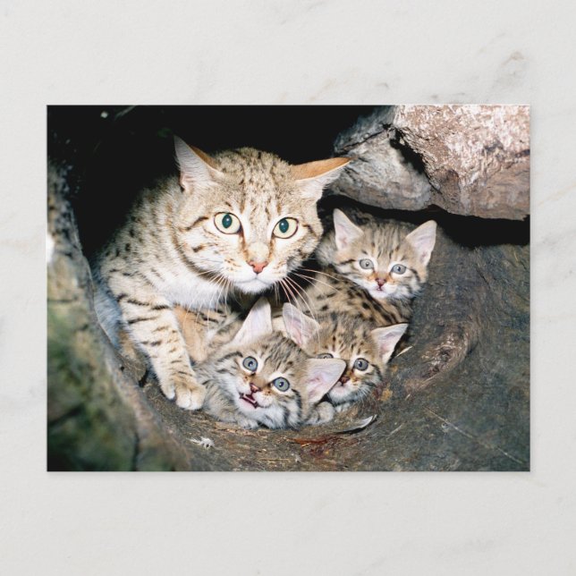 Carte Postale Wildcat asiatique (Devant)