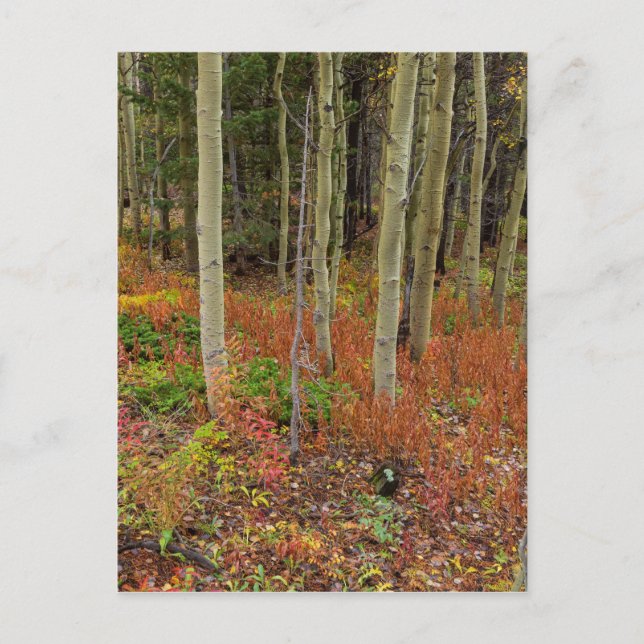 Carte Postale Wilderness Wonderland (Devant)