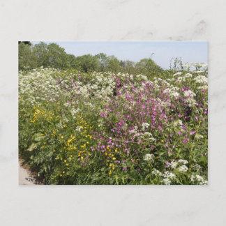 Carte Postale Wildflowers in a Roadside Hedgerow Herefordshire