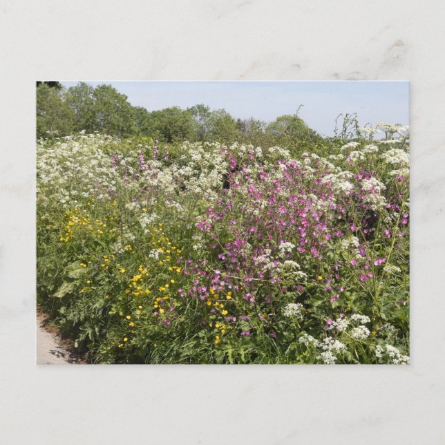 Carte Postale Wildflowers in a Roadside Hedgerow Herefordshire (Devant)