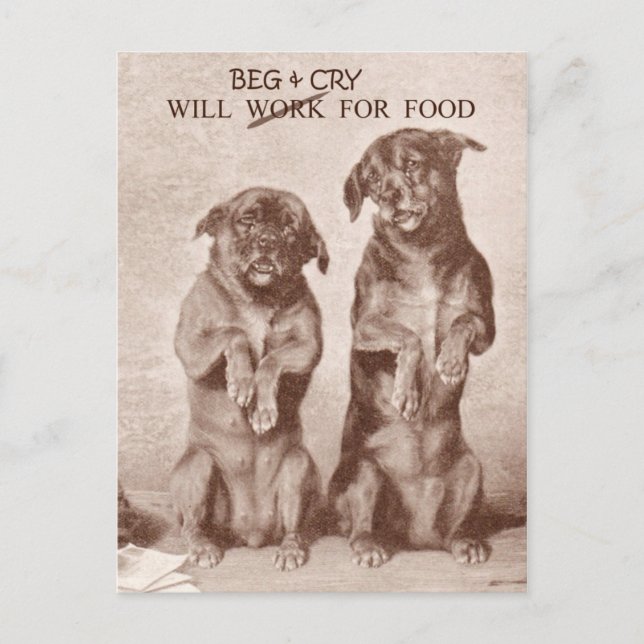 Carte Postale Will Beg & Cry for Food (Devant)